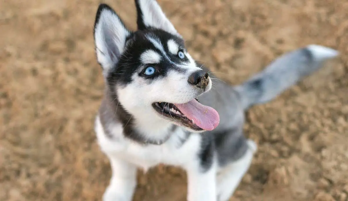 Siberian Husky Puppy Sitting in Yard