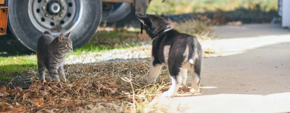 Siberian Husky and Cat Playing Outside