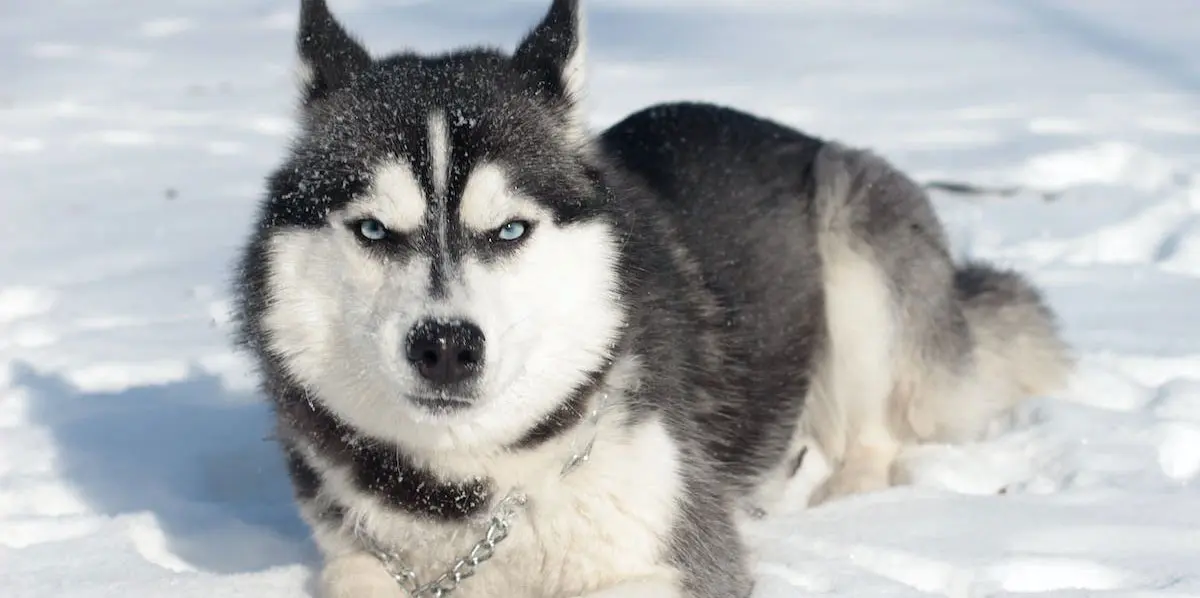 Siberian Husky lying on snow covered ground