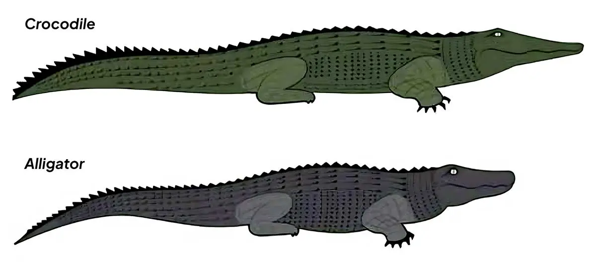 Size comparison between crocodile and alligator
