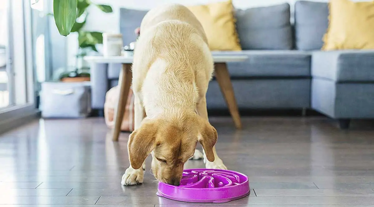 Slow feeding bowl