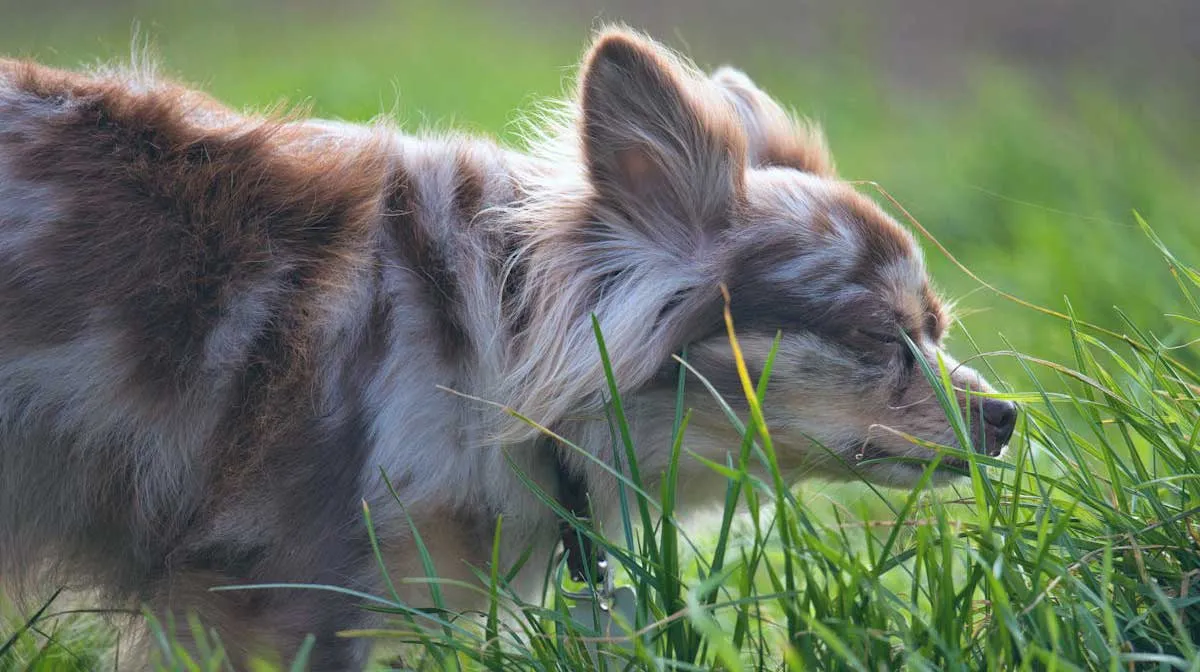 Small Cute Chihuahua Dog in Grass