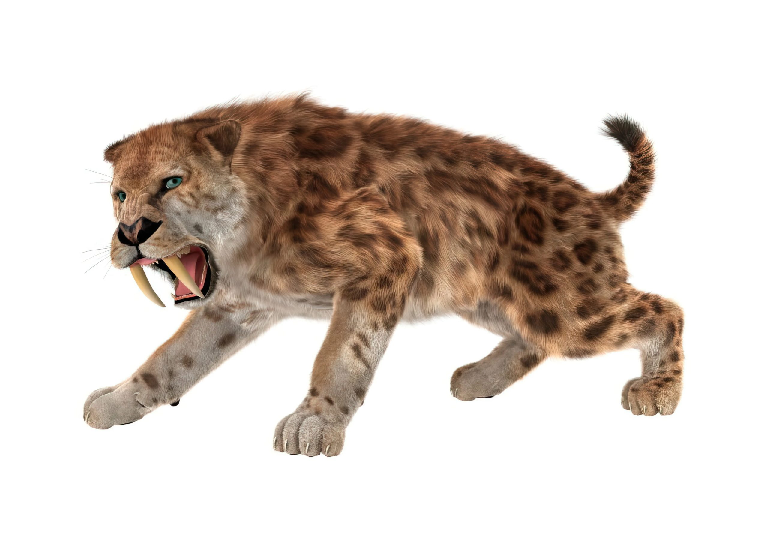 Smilodon fatalis  prehistoric sabre tooth cat