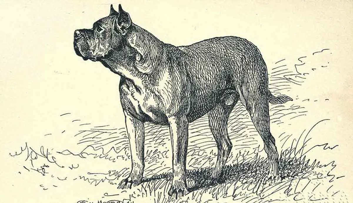 The Dogue de Bordeaux drawing