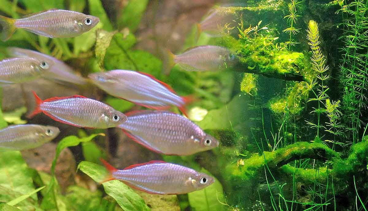 The Importance of Cycling Your Fish Tank and How to Do It