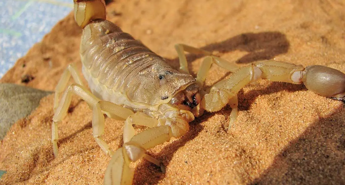 The Yellow Fat tail Scorpion stalks its prey