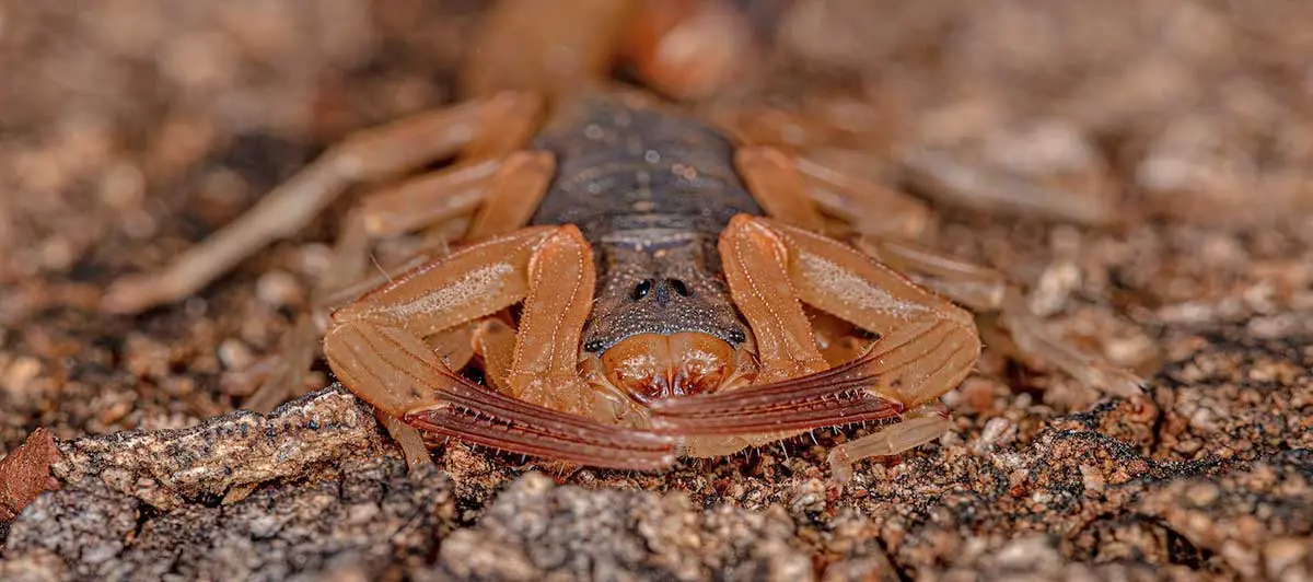 The nocturnal Brazilian Yellow Scorpion lies in wait