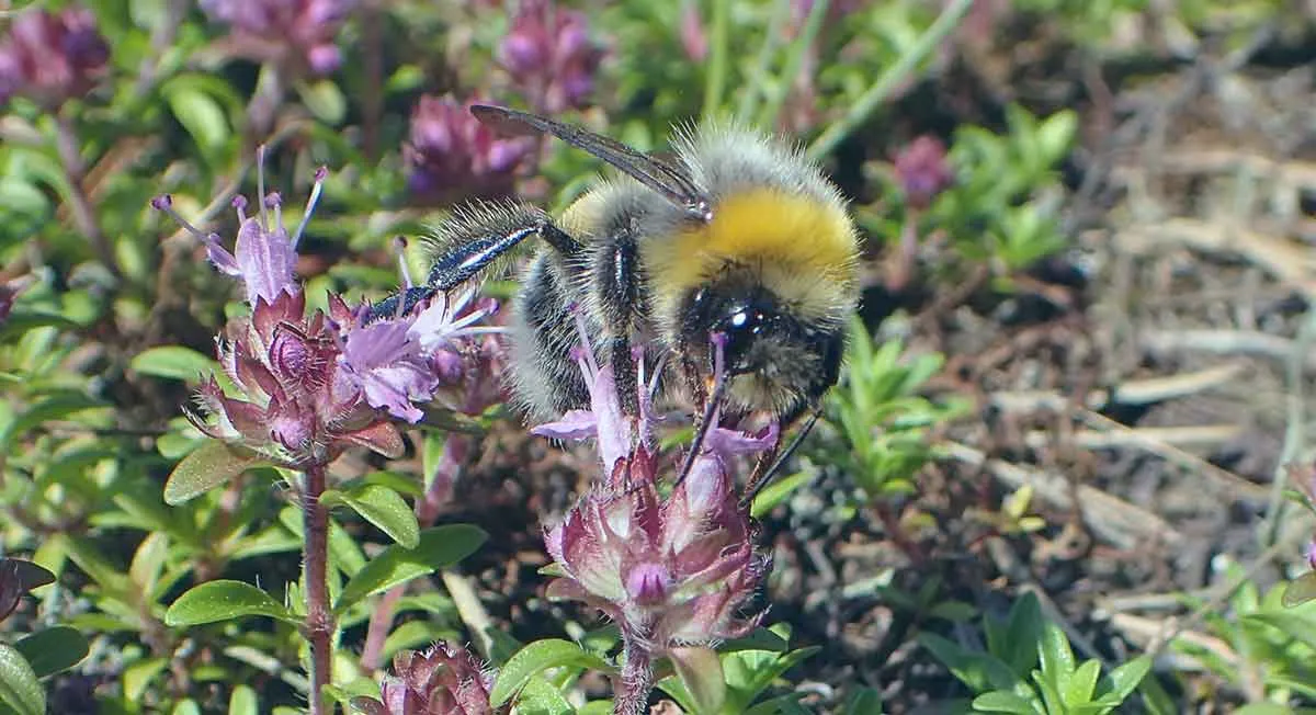 Thymus serpyllum with bee