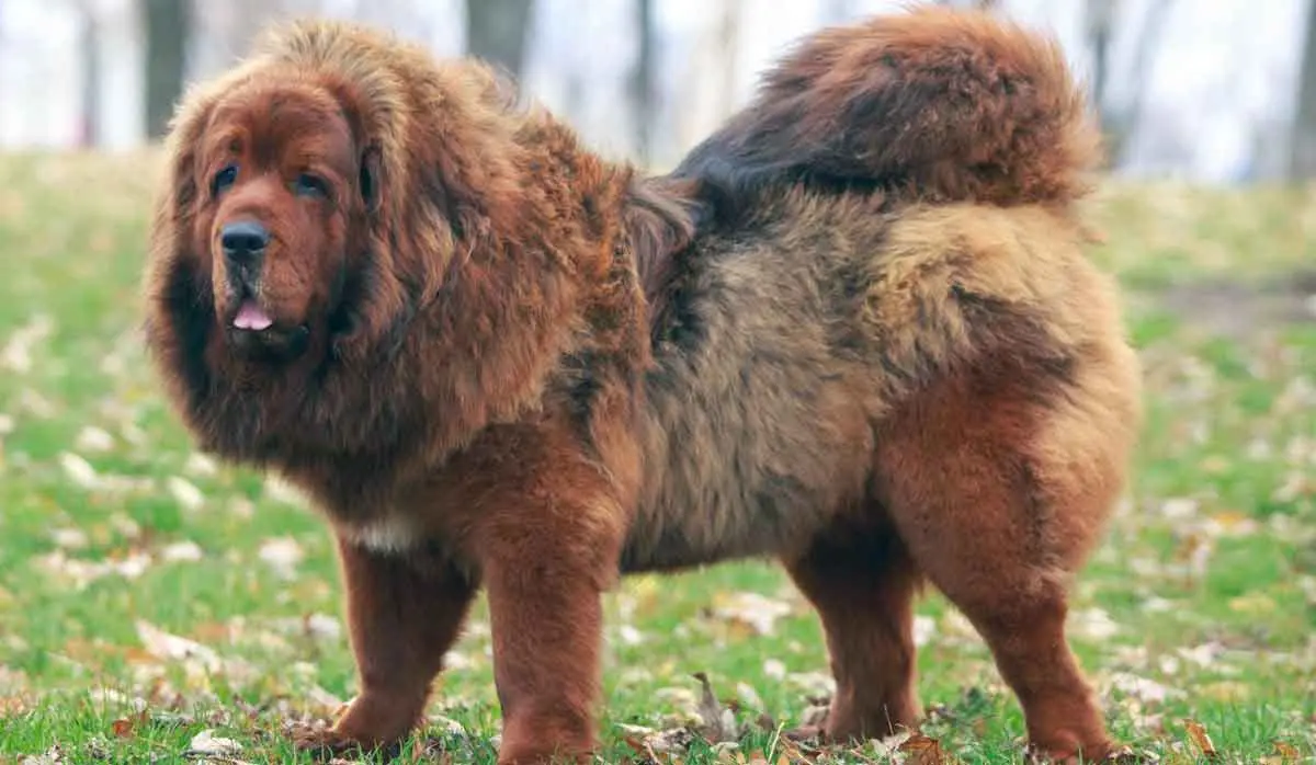 Tibetan Mastiff Dog Standing in Garden