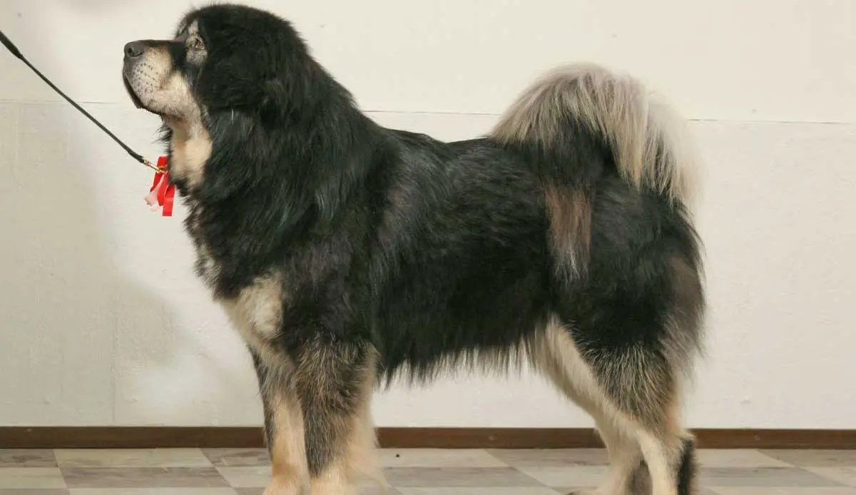 Tibetan Mastiff