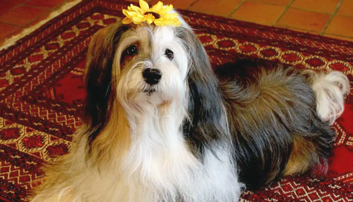 Tibetan Terrier