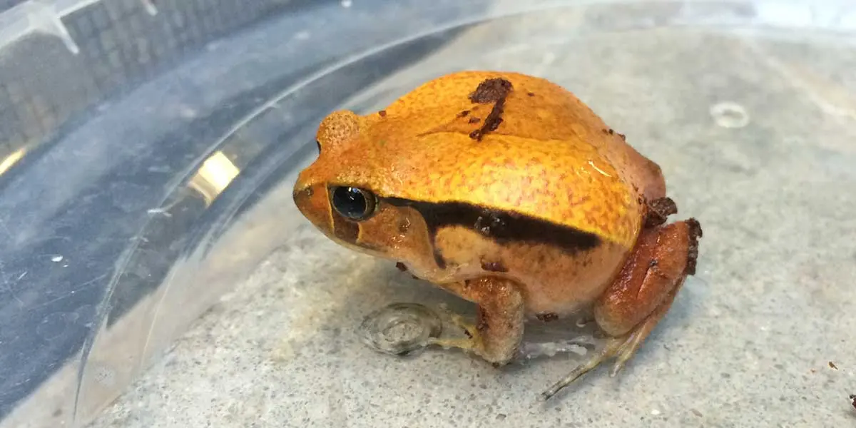 Tomato Frog