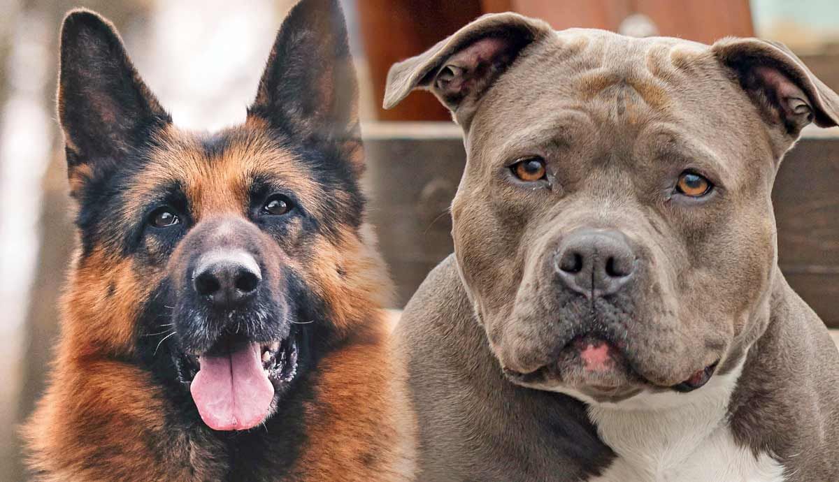 Top 5 Misunderstood Dog Breeds