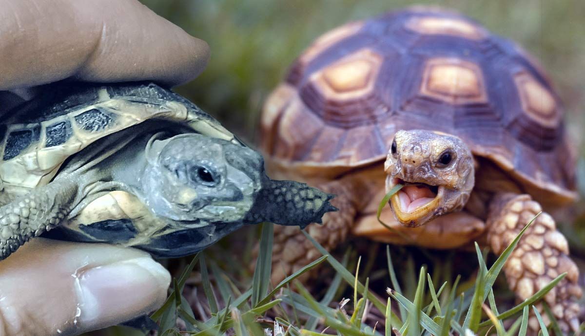 Top 5 Smallest Tortoise Species