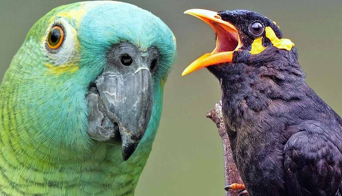 Top 5 Talking Pet Birds