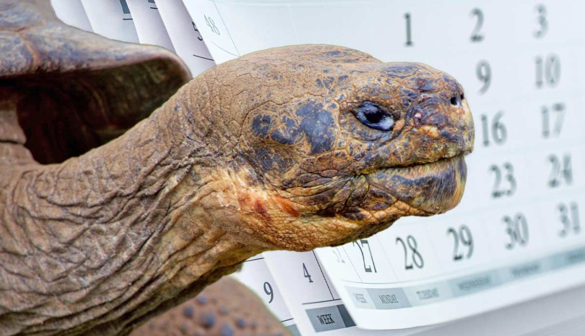 Tortoise Lifespan: How Long Does a Tortoise Live?