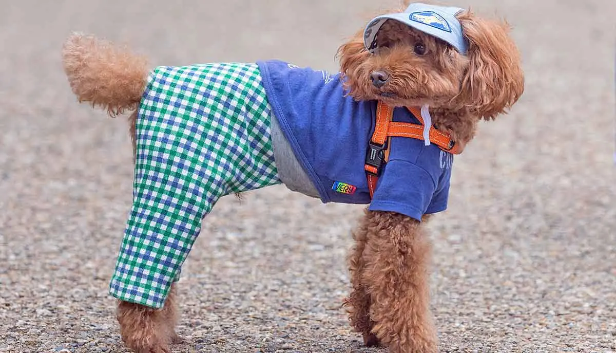 Toy_Poodle_wearing_clothes_in_Tokyo