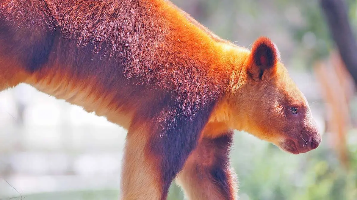 Tree kangaroo