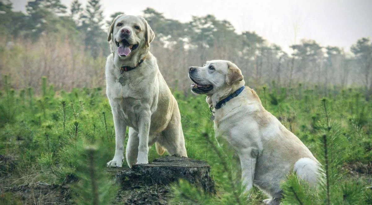 Two Adult Yellow Labrador Retrievers in Field