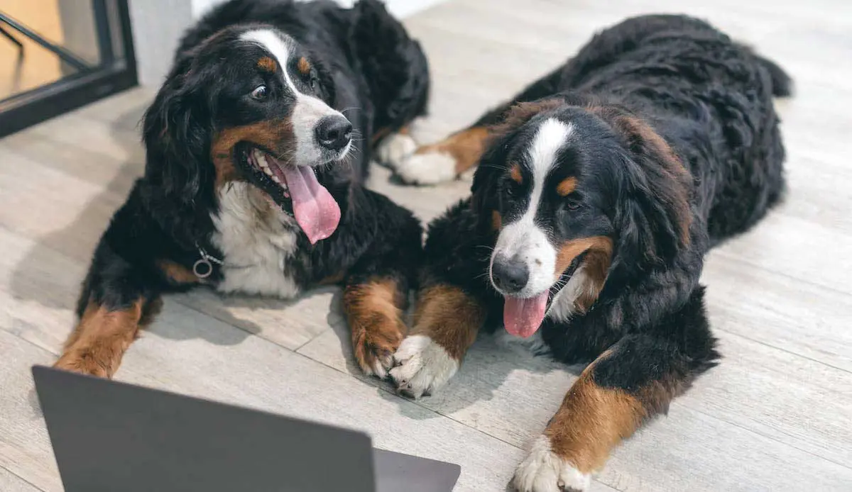 Two Bernese Mountain Dogs Lying on Floor