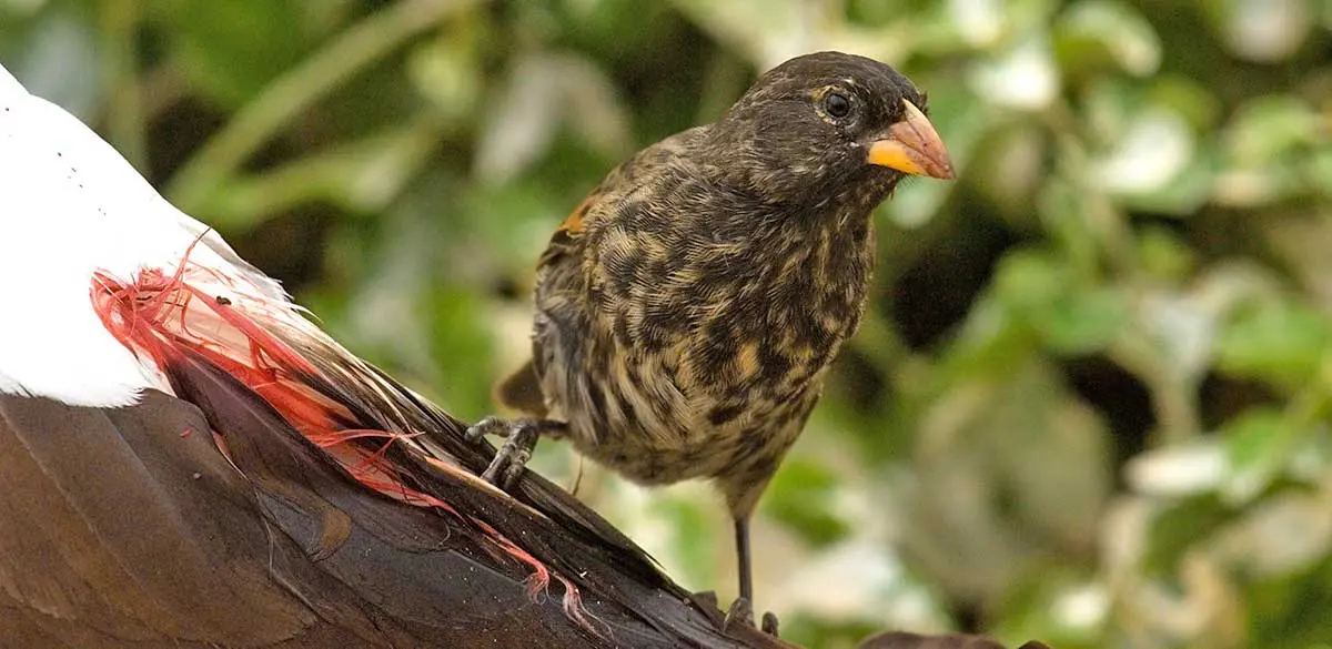 Vampire Finch Image