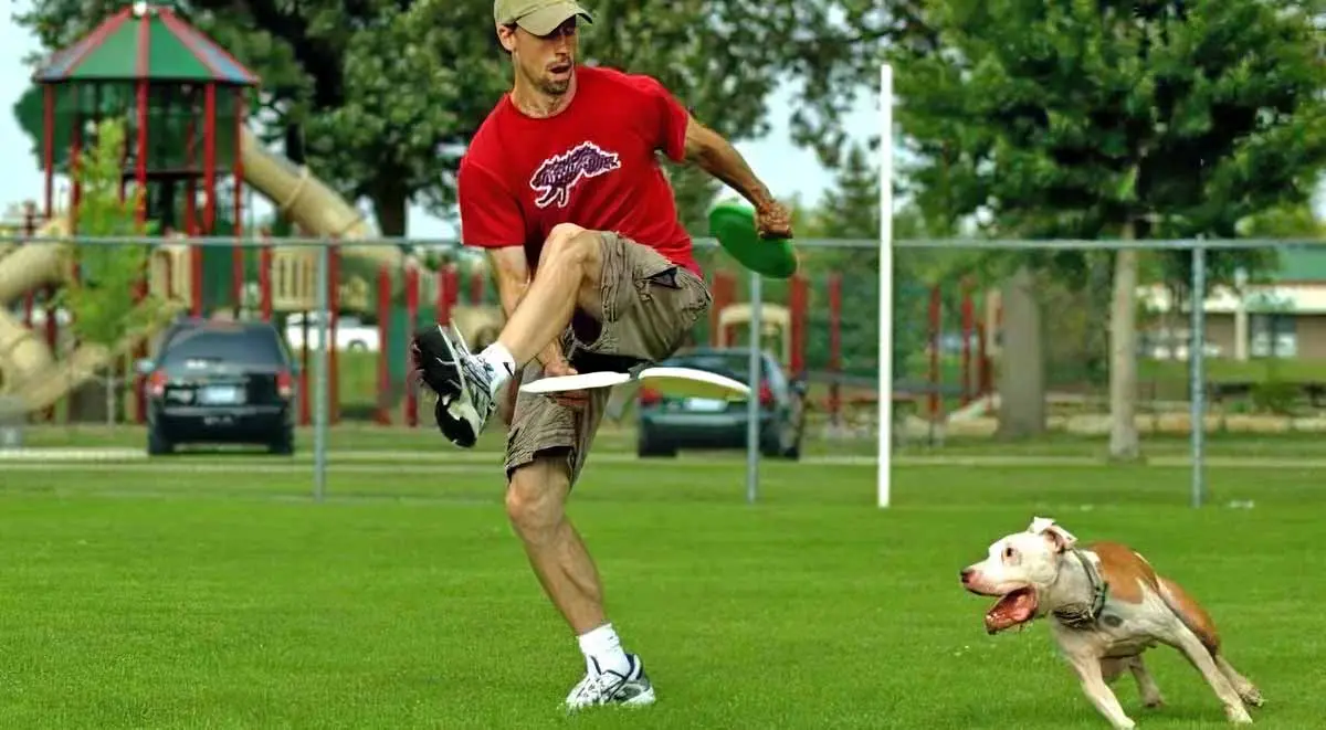 Wallace frisbee pitbull