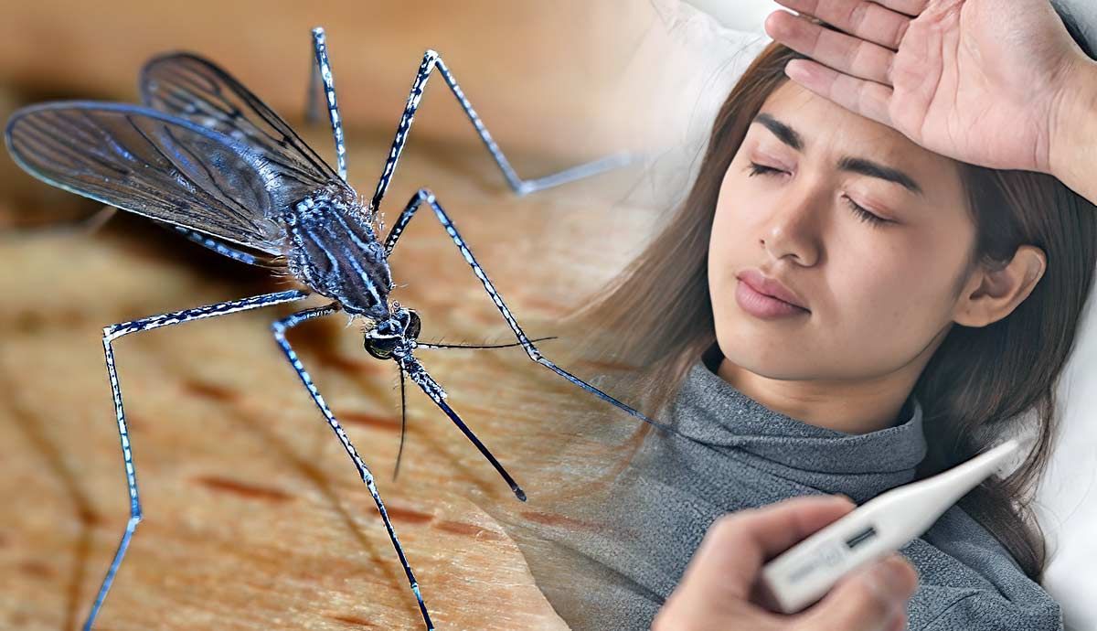 What Diseases Do Mosquitos Carry?