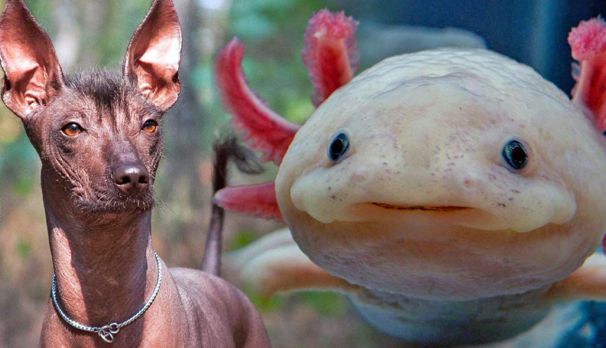 What Do Xoloitzcuintlis and Axolotls Have in Common?