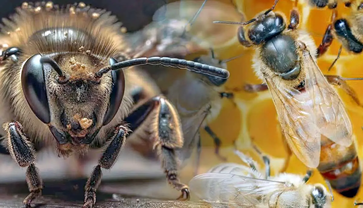 What Does a Queen Bee Look Like?