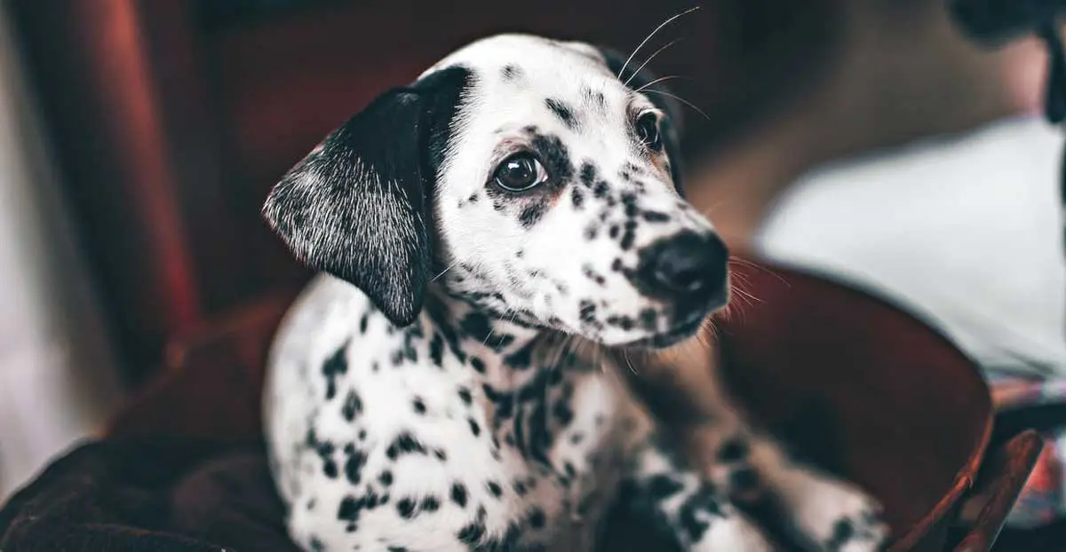 White And Black Dalmatian Puppy On Red Chair