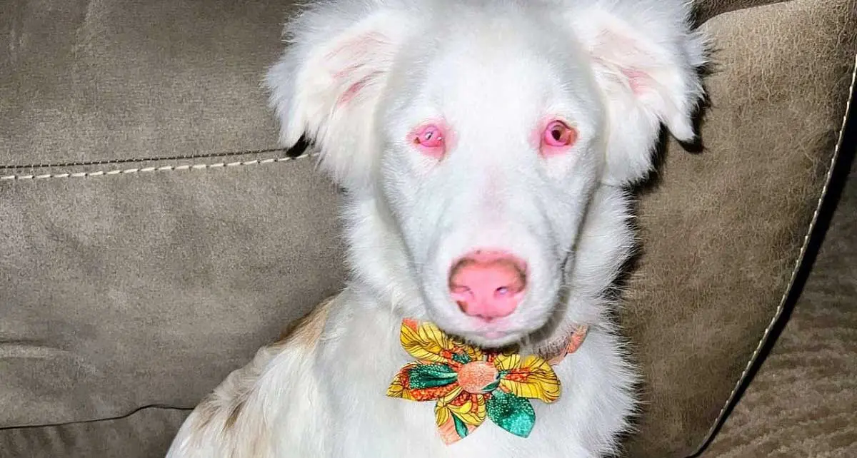 White Double Merle Dog Sitting in Lounge