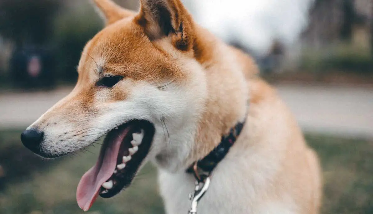 White and Brown Shiba Inu Dog Standing in Yard