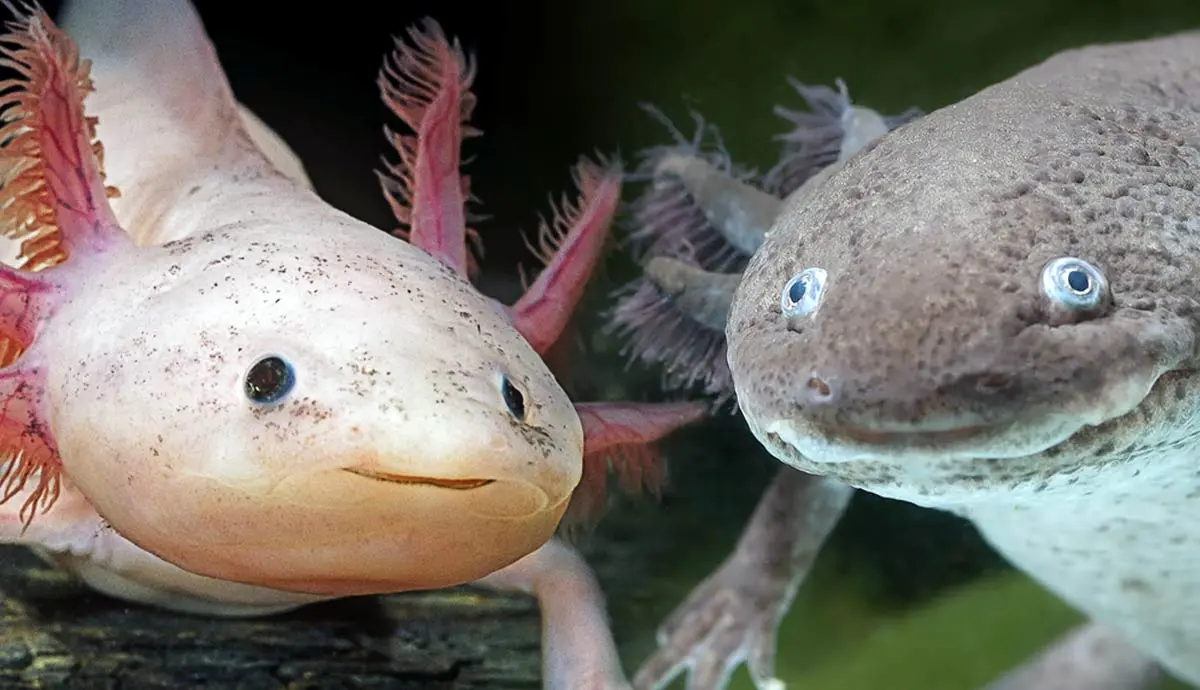 Why Are Axolotls Critically Endangered?