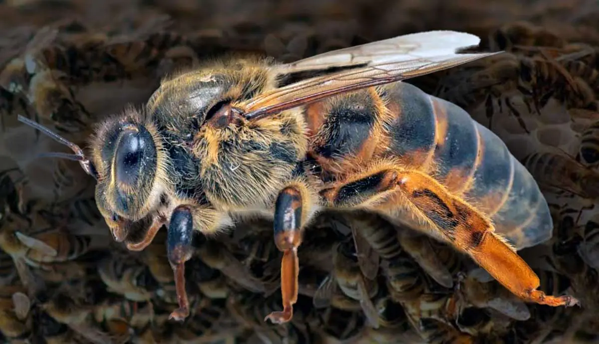 Why Do Bees Kill Their Queen?