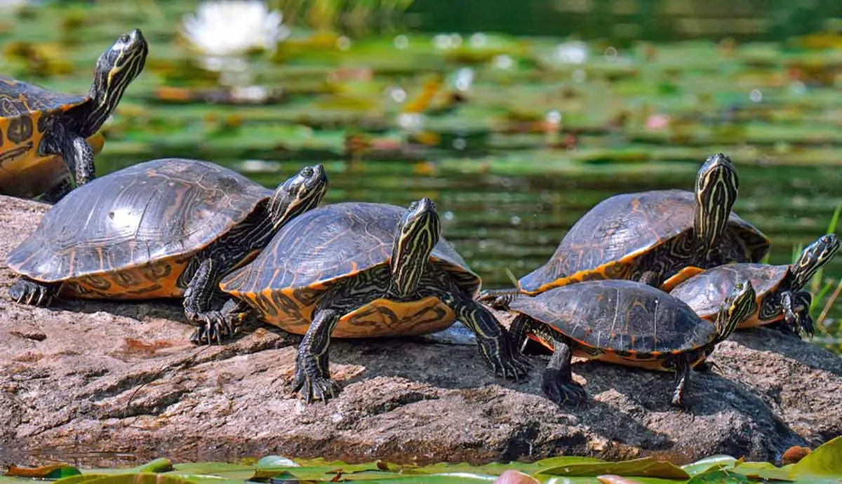 Why Do Turtles Live So Long?