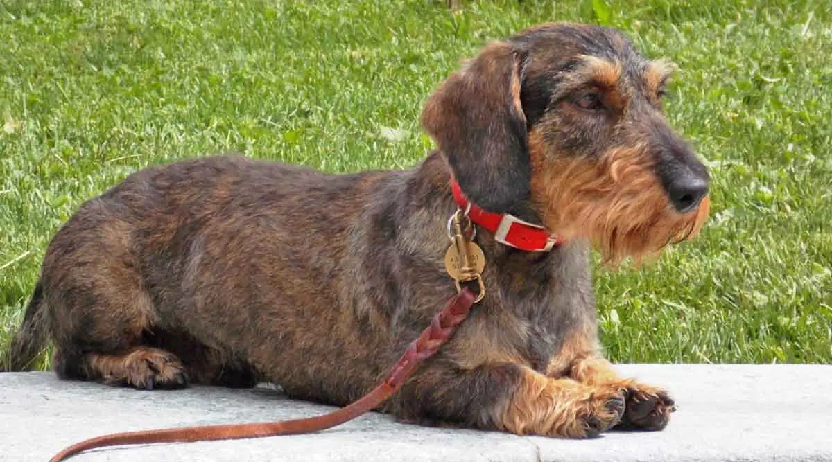 Wirehaired dachshund