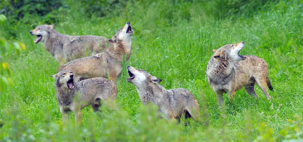 Wolves howling