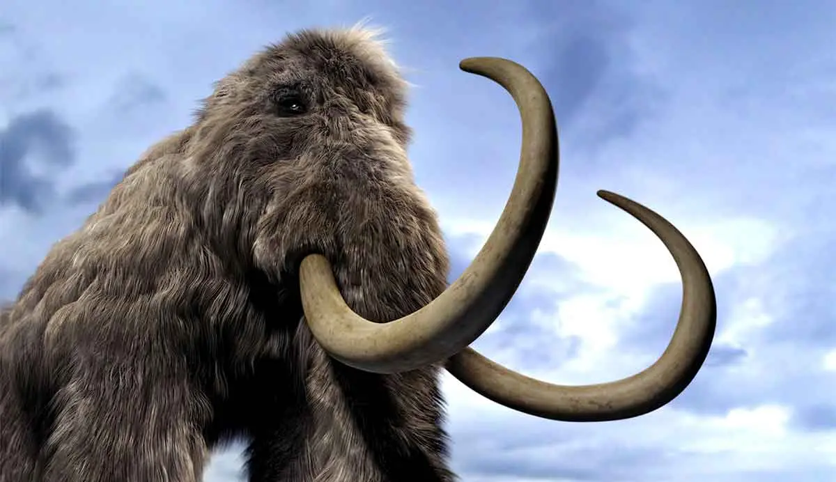 Woolly mammoth