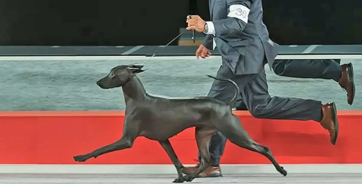 Xolo dog show