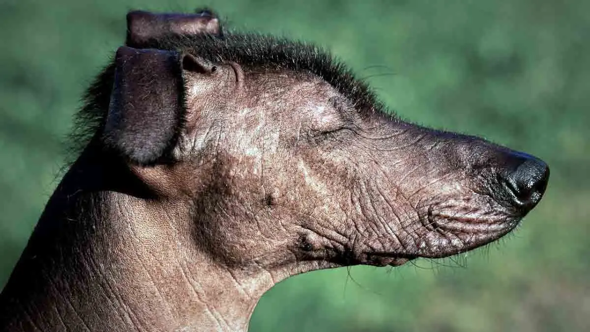 Xoloitzcuintli