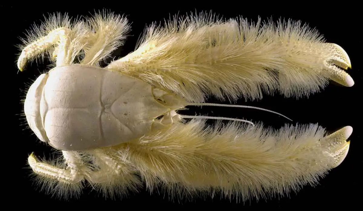 Yeti crab