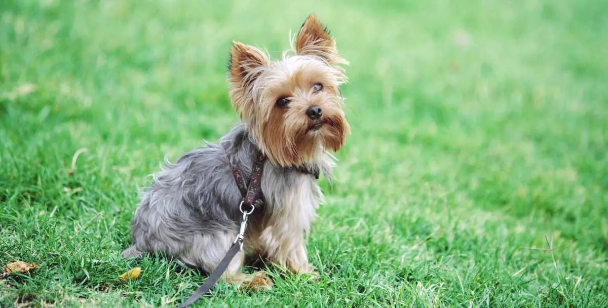 Yorkshire Terrier Sitting on Grass