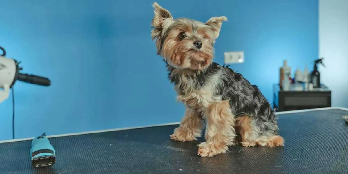 Yorkshire Terrier Sitting on Table at Groomers