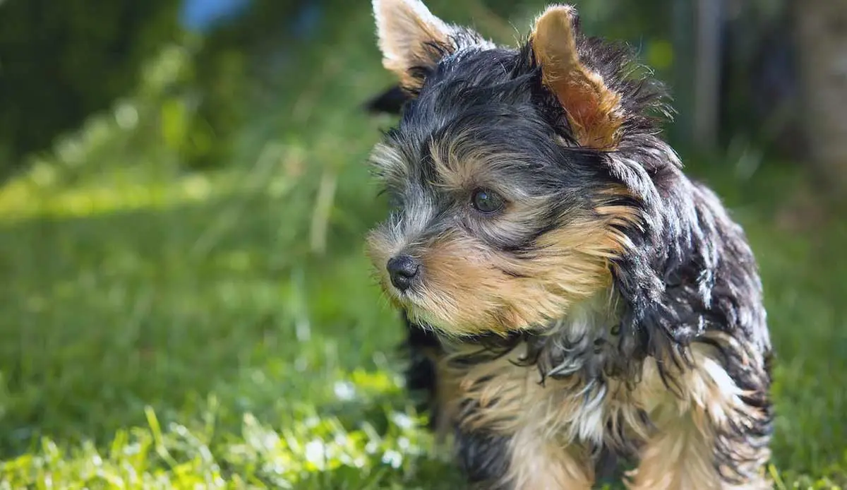 Yorkshire Terrier Walking on Lawn