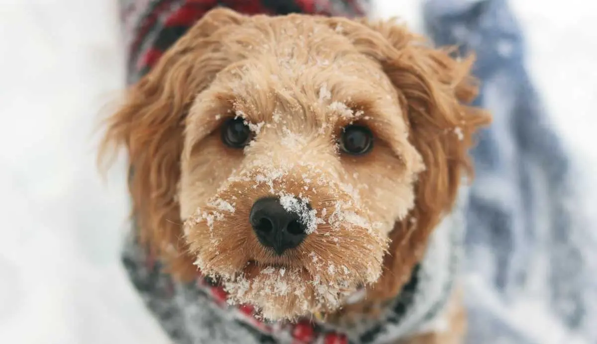 Young Brown Dog in Snow Wearing Jersey