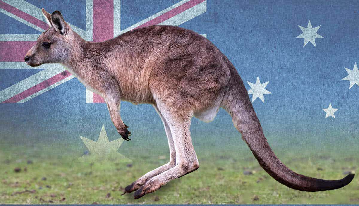 Ever Wonder Why Kangaroos Only Live in Australia?