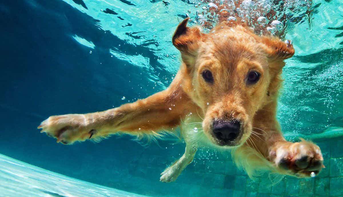 Can Dogs Instinctively Swim?