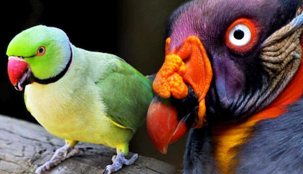 5 Strange Parrots You Probably Never Heard of