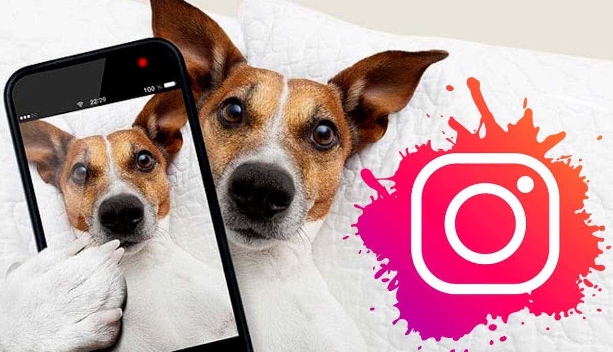 10 Amazing Instagram Dogs You Should Follow