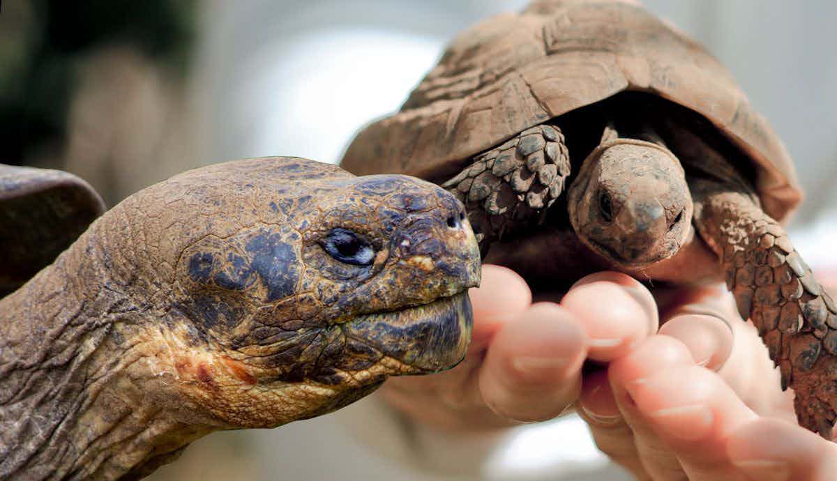 The Pros & Cons of Keeping a Pet Tortoise